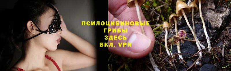 Псилоцибиновые грибы Psilocybe  Аксай 